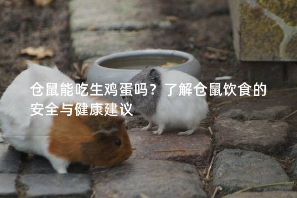 仓鼠能吃生鸡蛋吗？了解仓鼠饮食的安全与健康建议