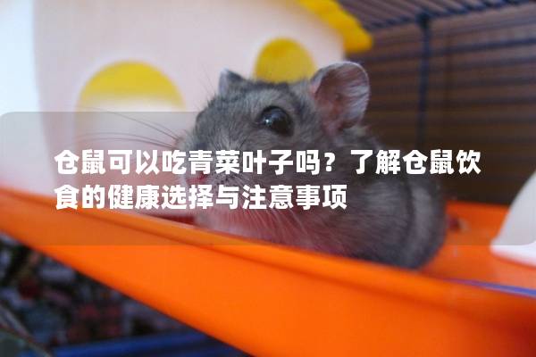 仓鼠可以吃青菜叶子吗？了解仓鼠饮食的健康选择与注意事项