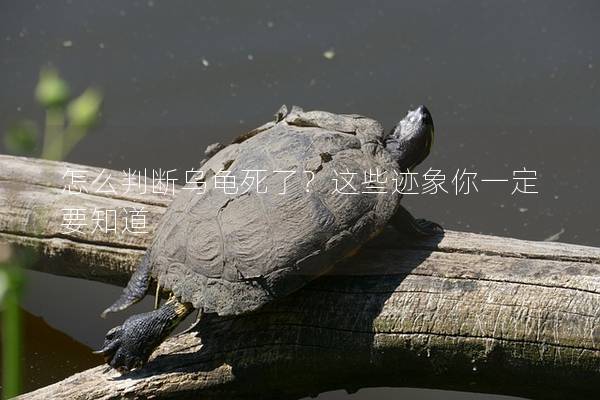 怎么判断乌龟死了？这些迹象你一定要知道
