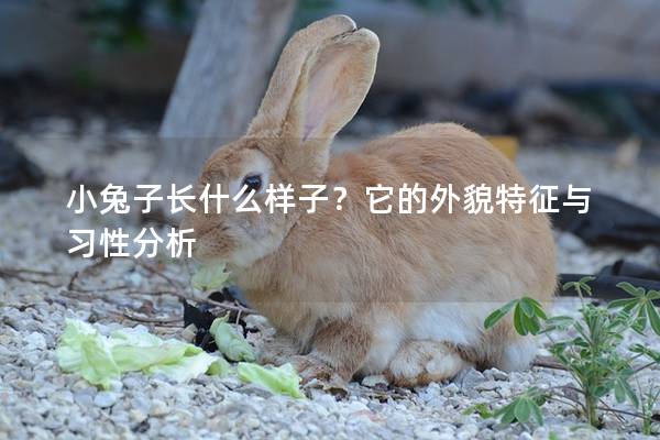 小兔子长什么样子？它的外貌特征与习性分析