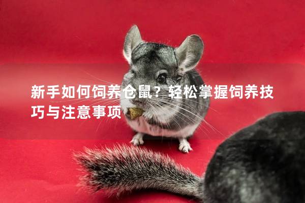 新手如何饲养仓鼠？轻松掌握饲养技巧与注意事项