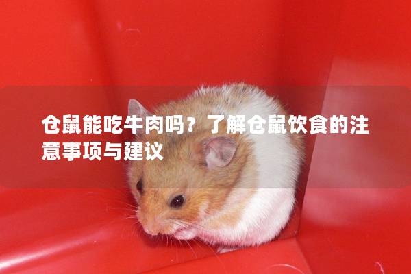仓鼠能吃牛肉吗？了解仓鼠饮食的注意事项与建议