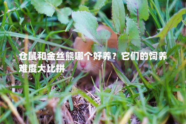仓鼠和金丝熊哪个好养？它们的饲养难度大比拼