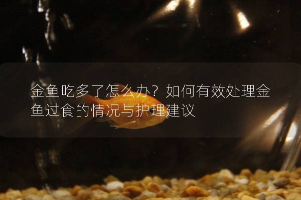金鱼吃多了怎么办？如何有效处理金鱼过食的情况与护理建议