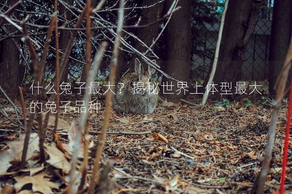 什么兔子最大？揭秘世界上体型最大的兔子品种