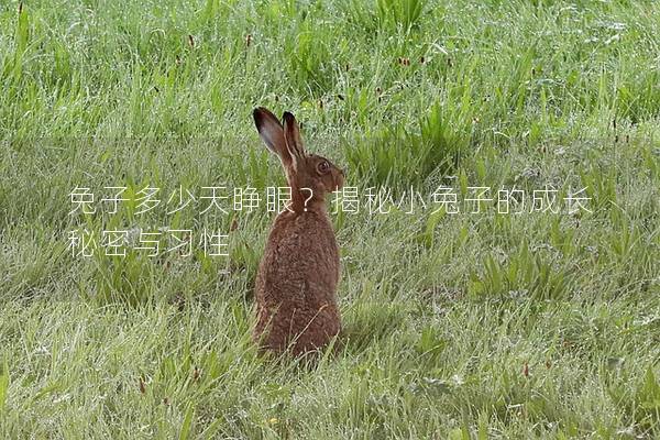 兔子多少天睁眼？揭秘小兔子的成长秘密与习性
