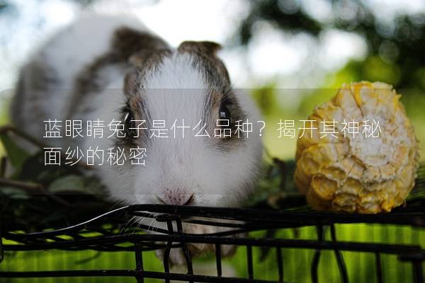 蓝眼睛兔子是什么品种？揭开其神秘面纱的秘密