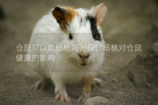 仓鼠可以吃杨桃吗？探讨杨桃对仓鼠健康的影响