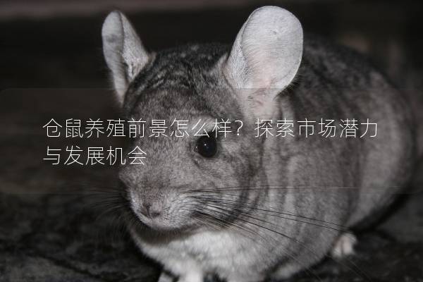 仓鼠养殖前景怎么样？探索市场潜力与发展机会