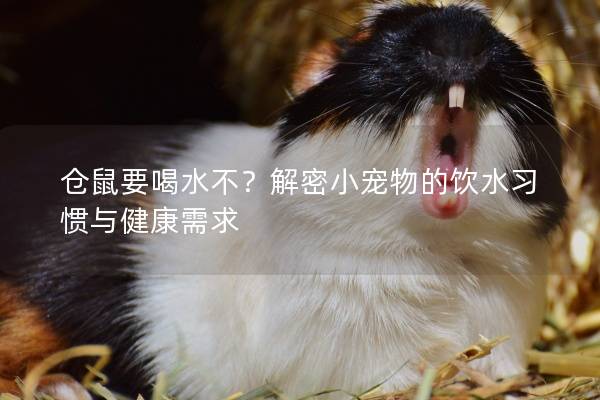 仓鼠要喝水不？解密小宠物的饮水习惯与健康需求