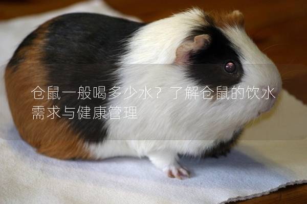 仓鼠一般喝多少水？了解仓鼠的饮水需求与健康管理