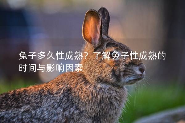 兔子多久性成熟？了解兔子性成熟的时间与影响因素