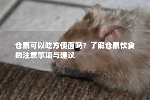 仓鼠可以吃方便面吗？了解仓鼠饮食的注意事项与建议
