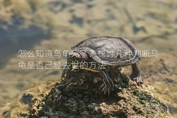 怎么知道乌龟死了？探讨几种判断乌龟是否已经去世的方法