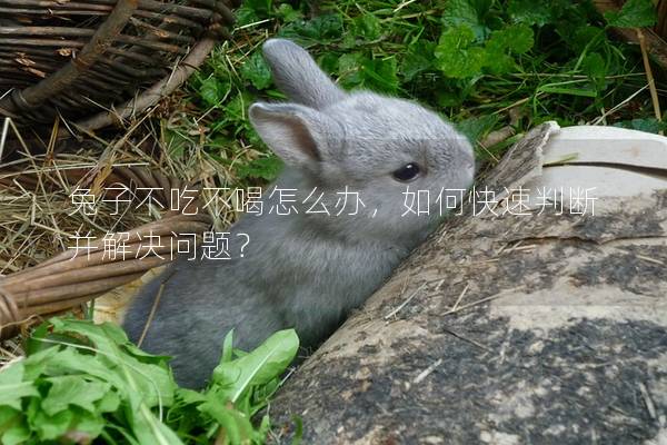 兔子不吃不喝怎么办，如何快速判断并解决问题？