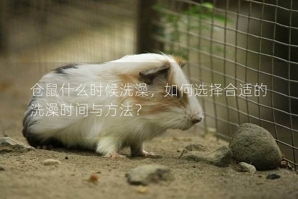 仓鼠什么时候洗澡，如何选择合适的洗澡时间与方法？