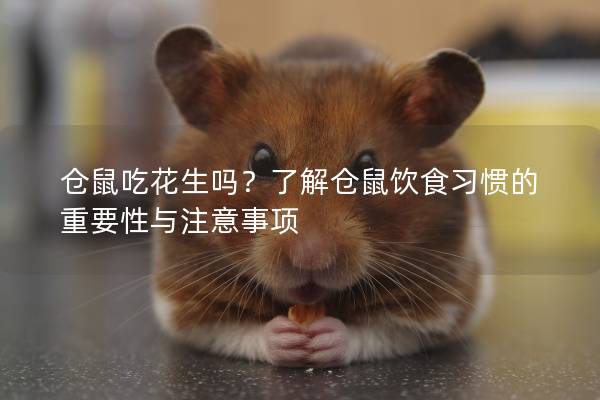 仓鼠吃花生吗？了解仓鼠饮食习惯的重要性与注意事项