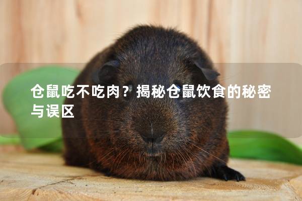 仓鼠吃不吃肉？揭秘仓鼠饮食的秘密与误区