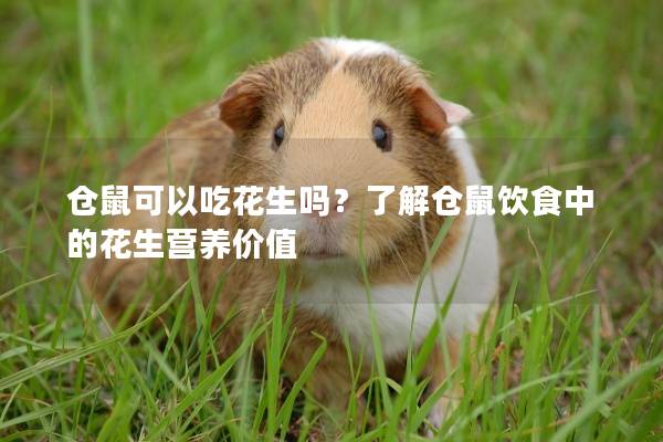 仓鼠可以吃花生吗？了解仓鼠饮食中的花生营养价值