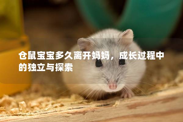 仓鼠宝宝多久离开妈妈，成长过程中的独立与探索