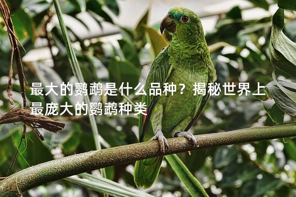 最大的鹦鹉是什么品种？揭秘世界上最庞大的鹦鹉种类