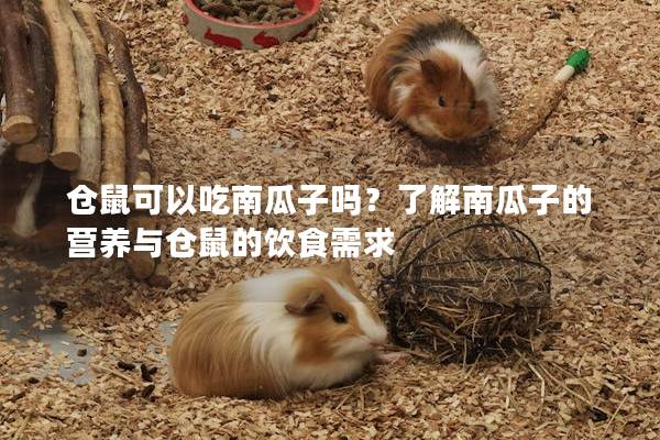 仓鼠可以吃南瓜子吗？了解南瓜子的营养与仓鼠的饮食需求