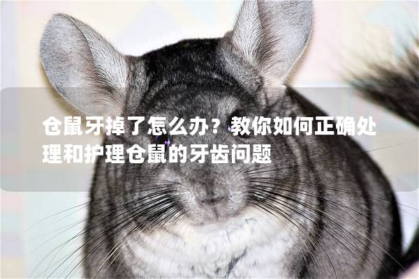 仓鼠牙掉了怎么办？教你如何正确处理和护理仓鼠的牙齿问题