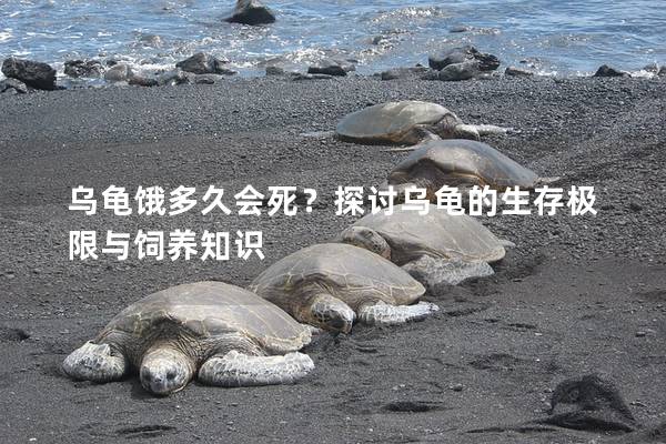 乌龟饿多久会死？探讨乌龟的生存极限与饲养知识