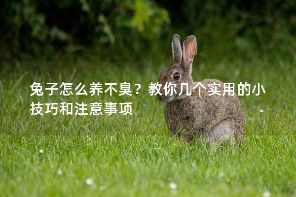 兔子怎么养不臭？教你几个实用的小技巧和注意事项