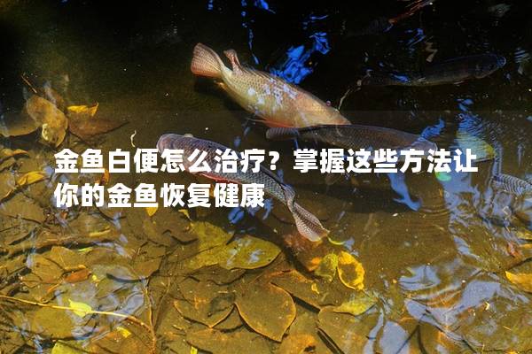 金鱼白便怎么治疗？掌握这些方法让你的金鱼恢复健康