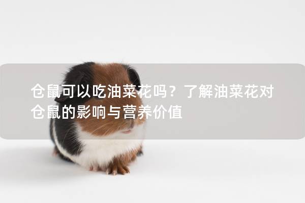 仓鼠可以吃油菜花吗？了解油菜花对仓鼠的影响与营养价值