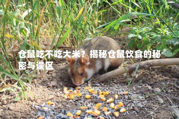 仓鼠吃不吃大米？揭秘仓鼠饮食的秘密与误区