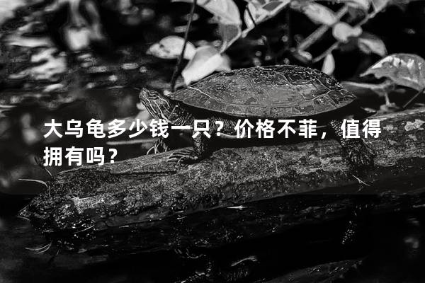 大乌龟多少钱一只？价格不菲，值得拥有吗？