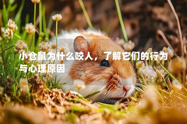 小仓鼠为什么咬人，了解它们的行为与心理原因