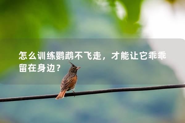 怎么训练鹦鹉不飞走，才能让它乖乖留在身边？