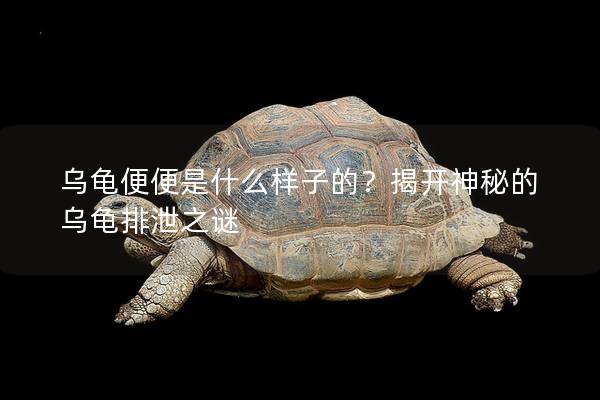 乌龟便便是什么样子的？揭开神秘的乌龟排泄之谜