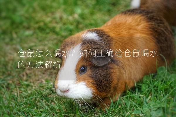 仓鼠怎么喝水？如何正确给仓鼠喝水的方法解析