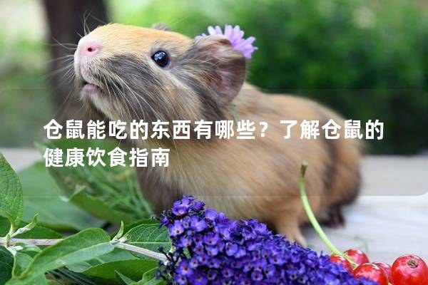 仓鼠能吃的东西有哪些？了解仓鼠的健康饮食指南