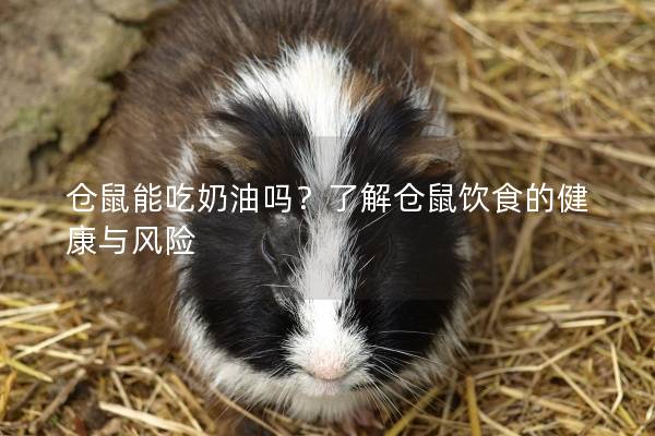 仓鼠能吃奶油吗？了解仓鼠饮食的健康与风险