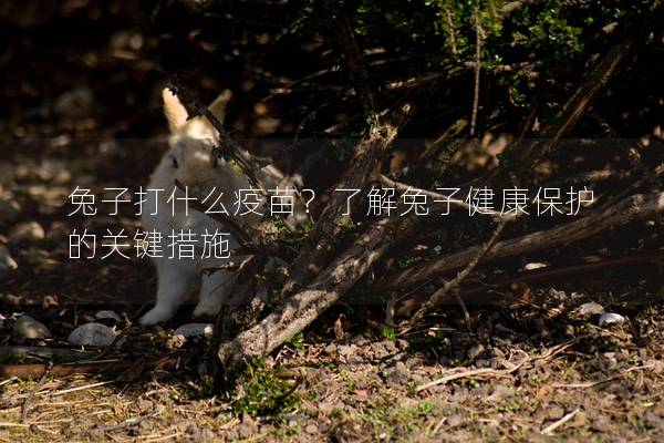 兔子打什么疫苗？了解兔子健康保护的关键措施