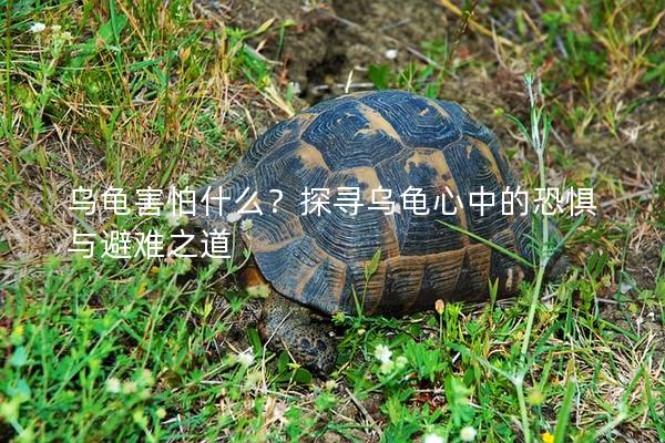 乌龟害怕什么？探寻乌龟心中的恐惧与避难之道