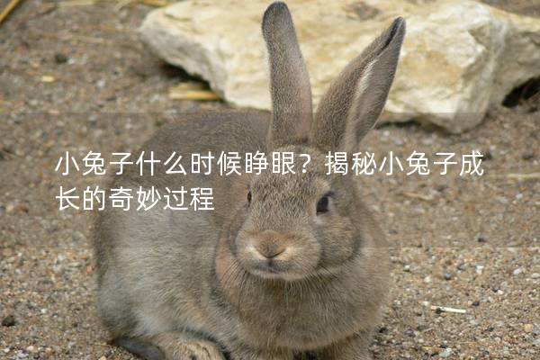 小兔子什么时候睁眼？揭秘小兔子成长的奇妙过程