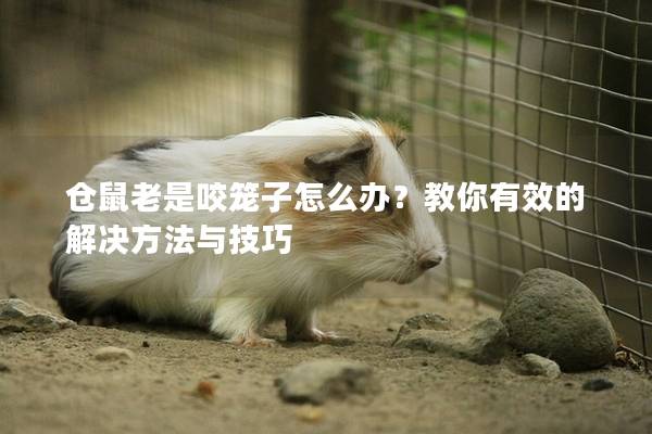 仓鼠老是咬笼子怎么办？教你有效的解决方法与技巧