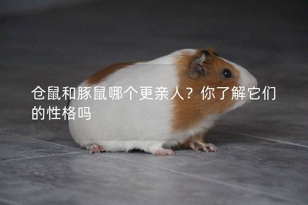 仓鼠和豚鼠哪个更亲人？你了解它们的性格吗