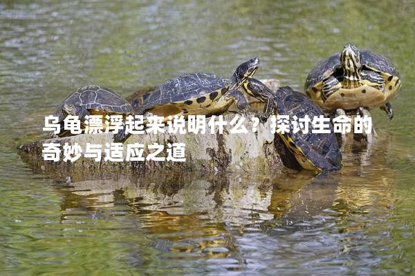 乌龟漂浮起来说明什么？探讨生命的奇妙与适应之道