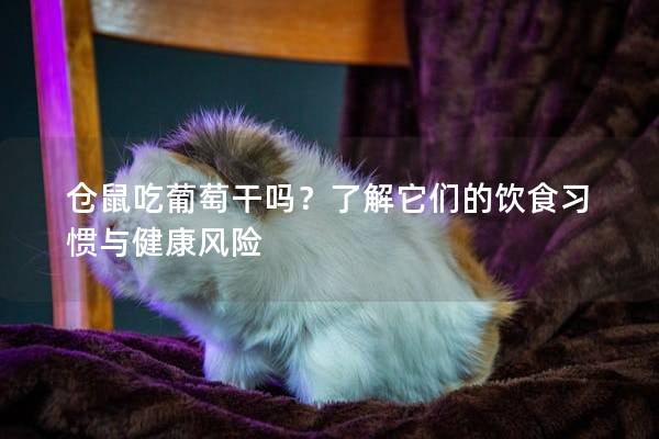 仓鼠吃葡萄干吗？了解它们的饮食习惯与健康风险