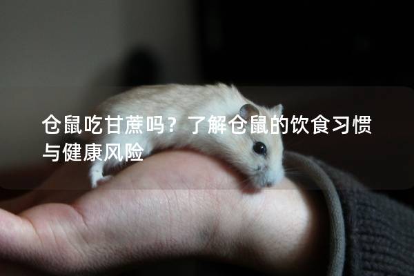 仓鼠吃甘蔗吗？了解仓鼠的饮食习惯与健康风险