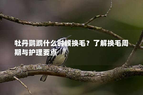 牡丹鹦鹉什么时候换毛？了解换毛周期与护理要点