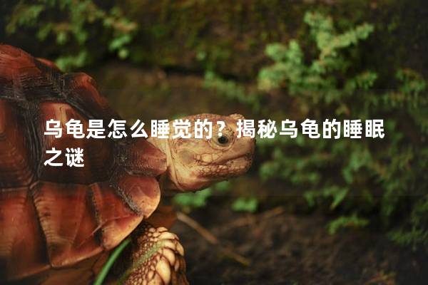 乌龟是怎么睡觉的？揭秘乌龟的睡眠之谜