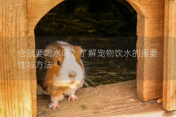仓鼠要喝水吗？了解宠物饮水的重要性与方法